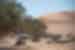 Namibia, Sossusvlei Lodge Excursion, guided nature drive