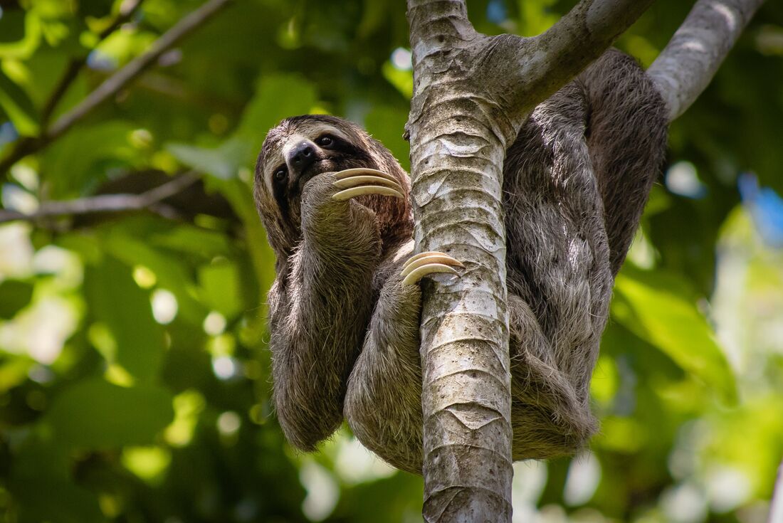 Three toed sloth in the canopy of Tortuguero National Park
