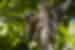 Three toed sloth in the canopy of Tortuguero National Park