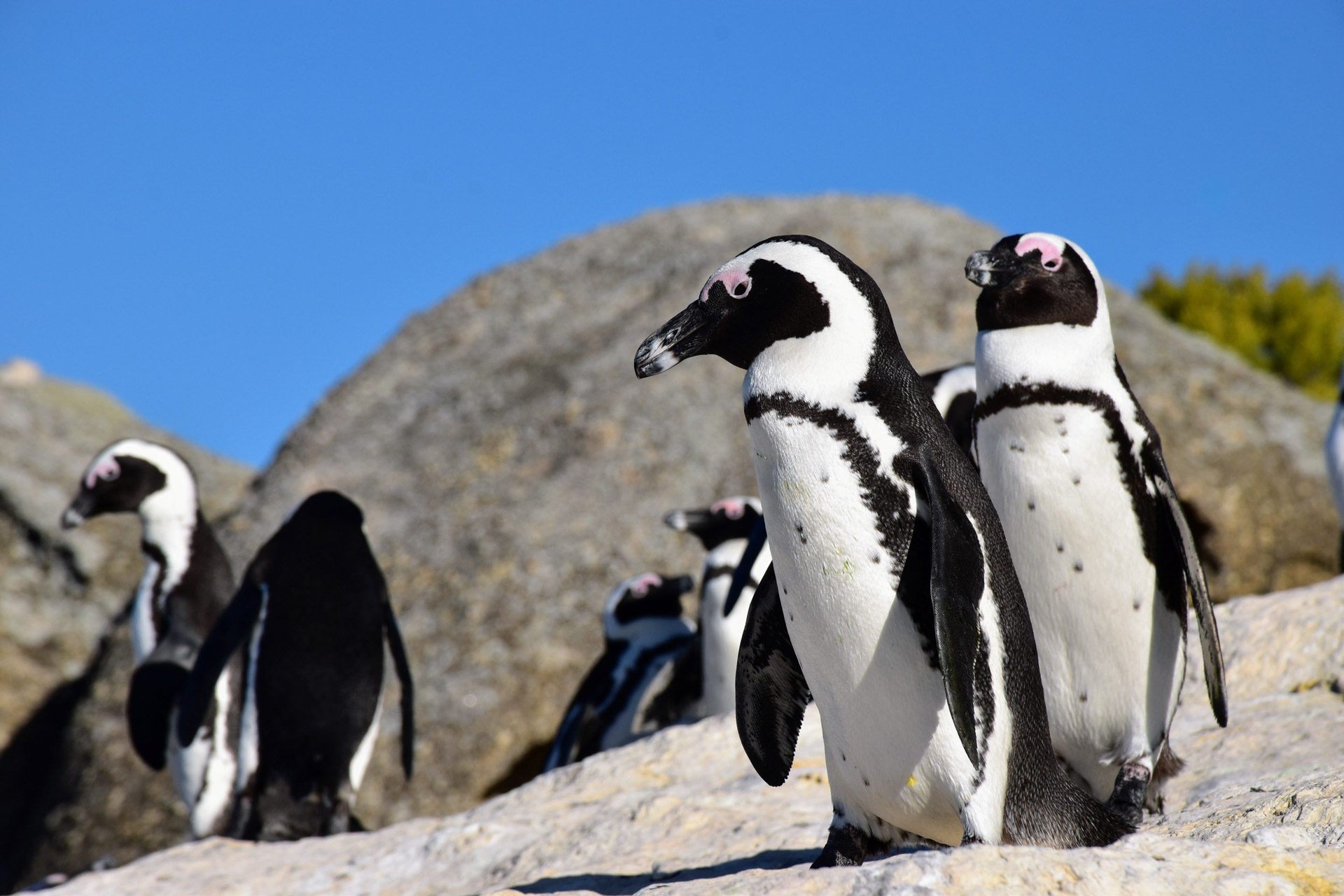 Meet the penguins of Boulders Beach near Cape Town