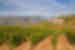 The Duoro Valley vineyards on a bright, sunny day, Portugal
