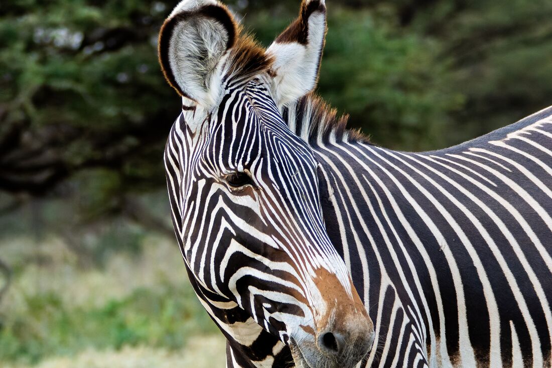 Grevy's Zebra, Samburu-National-Reserve-Kenya