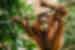 melissa_findley-geckos_adventures-46.jpg