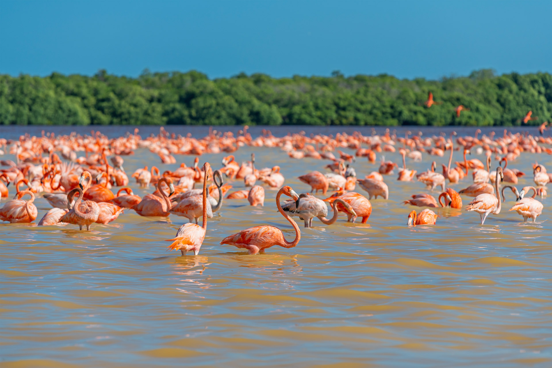 American Flamingoes graze in Celstun Biosphere Reserve's saltwater lagoons and estuaries