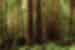 Forest of tall redwood trees