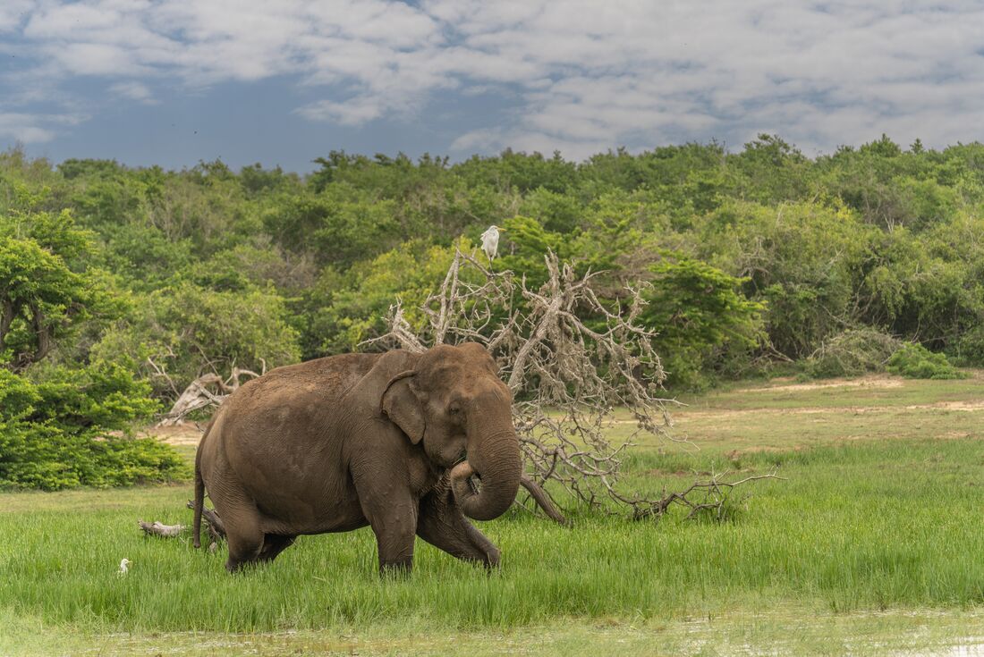 An elephant wanders the grassy marsh plains of Bandipur National Park