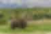 An elephant wanders the grassy marsh plains of Bandipur National Park