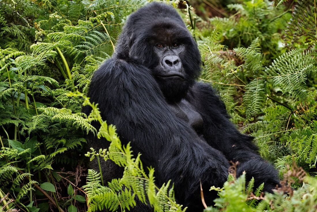 SIlverback mountain gorilla spotted in Volcanoes National Park