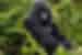 SIlverback mountain gorilla spotted in Volcanoes National Park