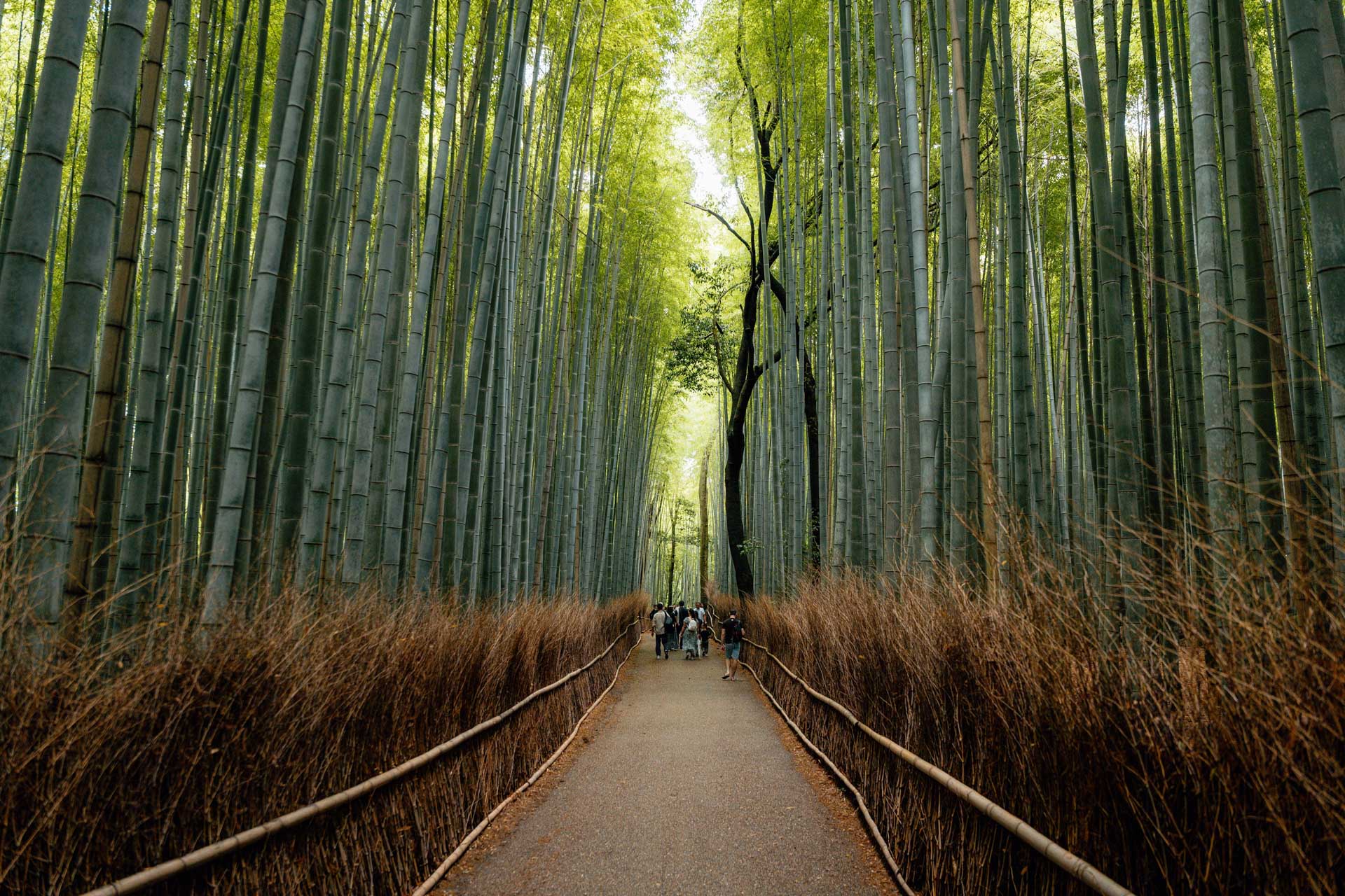 Walk through the towering corridors of Arashiyama bamboo forest in Kyoto