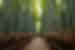 Walk through the towering corridors of Arashiyama bamboo forest in Kyoto