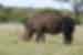 Rhino, Kruger National Park