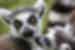 Up close image of a Lemur and its baby in Madagascar