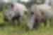 Rhinos in the Khama rhino sanctuary, Botswana
