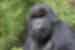 Have an experience of a lifetime in Rwanda spending time with the Mountain Gorillas in Rwanda