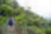 Traveller crosses the Arenal bridge amongst the tree tops in Costa Rica