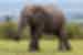 Elephants on Masai Mara game drive, Kenya