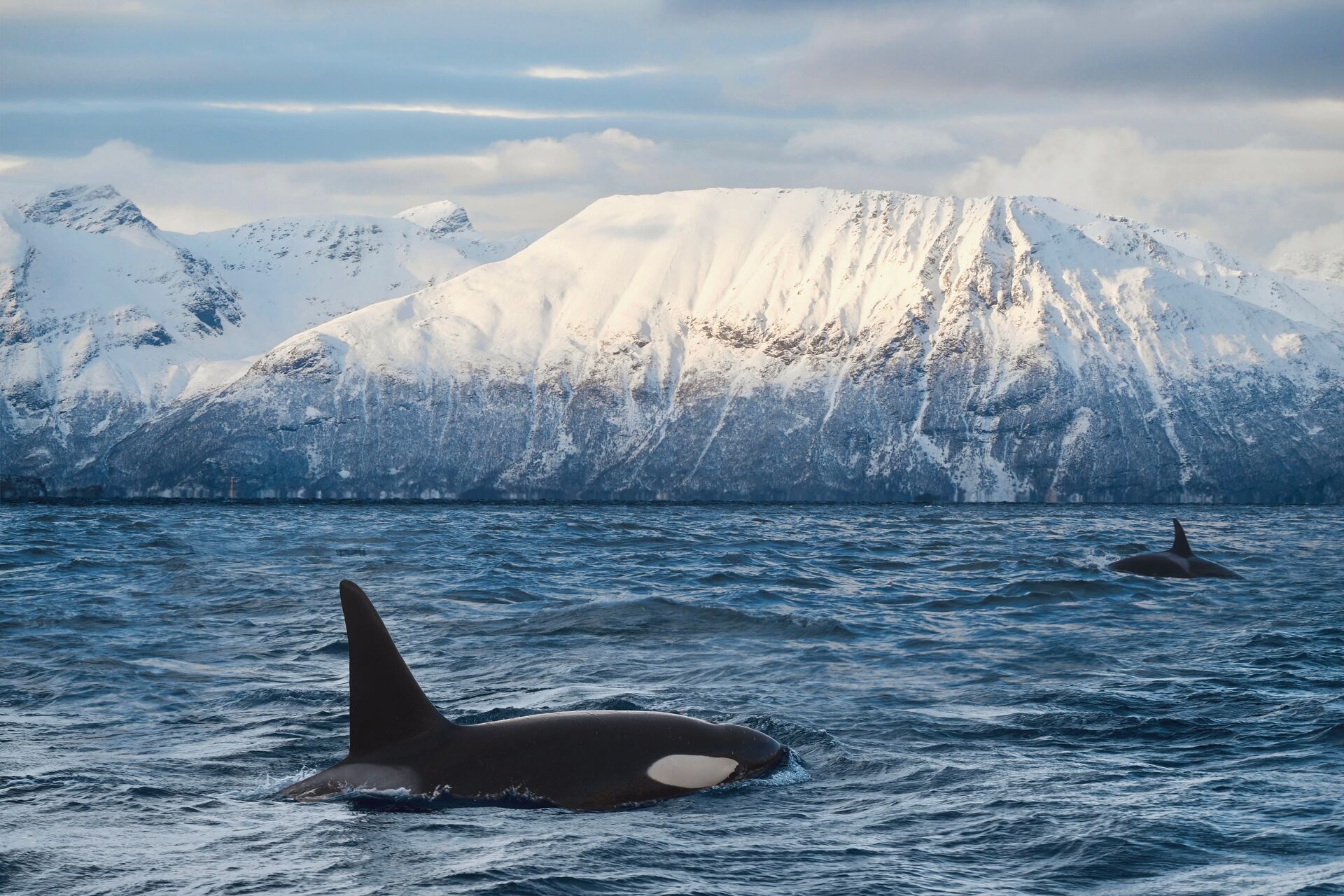 Orcas in the arctic waters of Skervoy against the Norwegian Alps