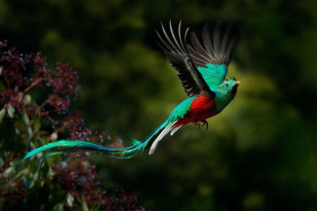 A resplendent quetzal in flight in the rainforest of Costa Rica