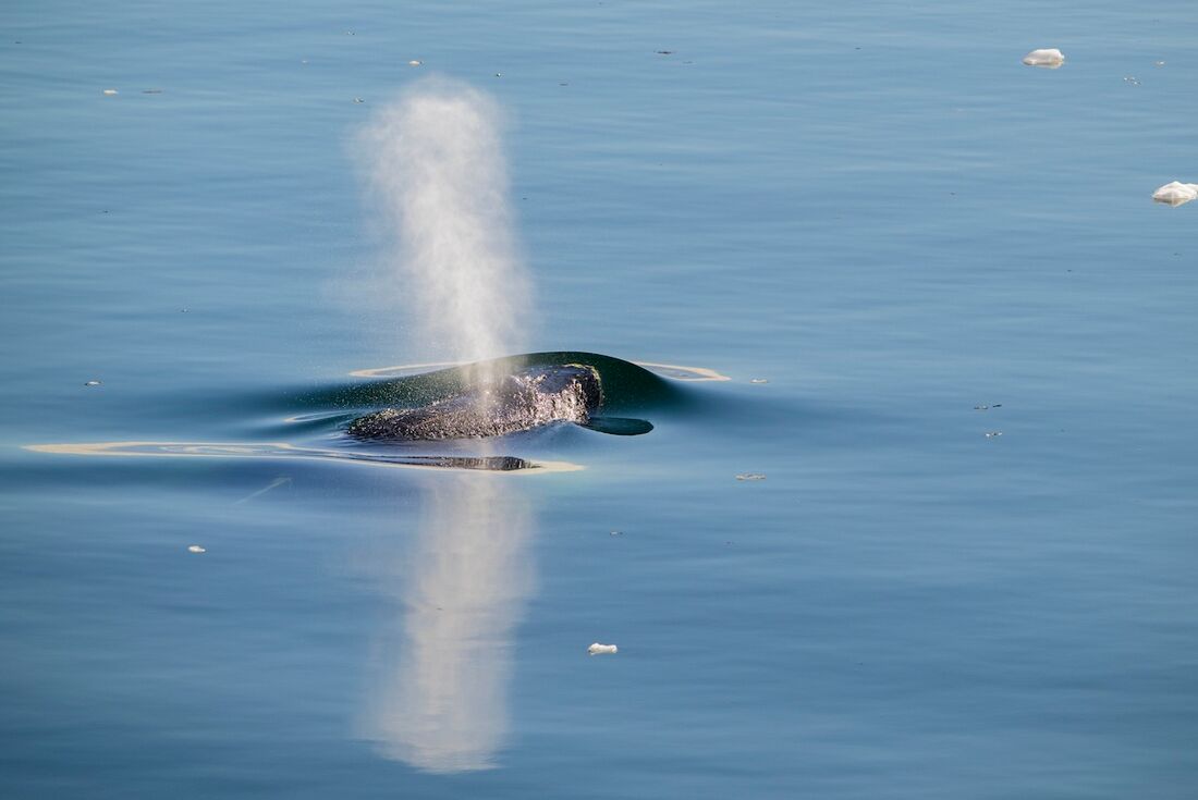Humpback whale in the bay of Eqip Sermia
