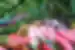colombia sierra nevada hummingbird flower forest