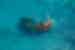 Drone view of travellers swimming at Keyodhoo shipwreck