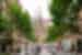 Sagrada Familia exterior framed by trees from a street in Barcelona