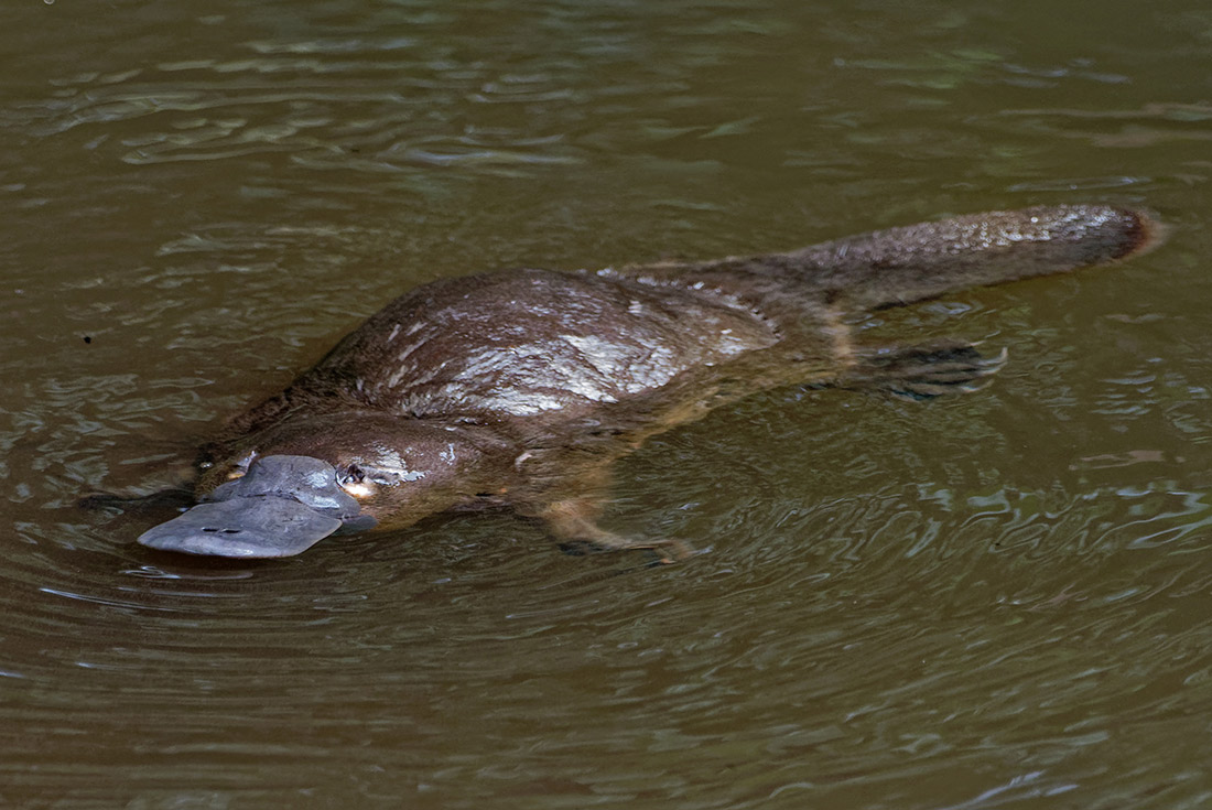 Platypus swimming along Petersen Creek walking track, Yungabarra