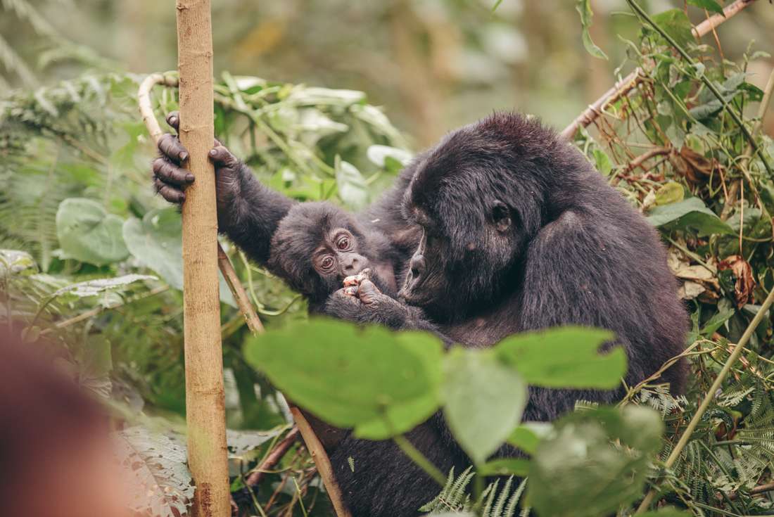 Zimbabwe to Kenya Tour - 43 Days Tour