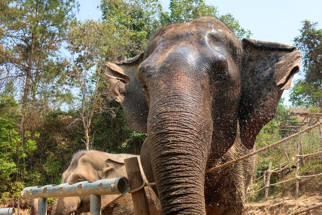 Water droplets spraying on Elephant at Chiang Chill in Chiang Mai, Thailand
