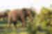 Elephants, Kruger National Park