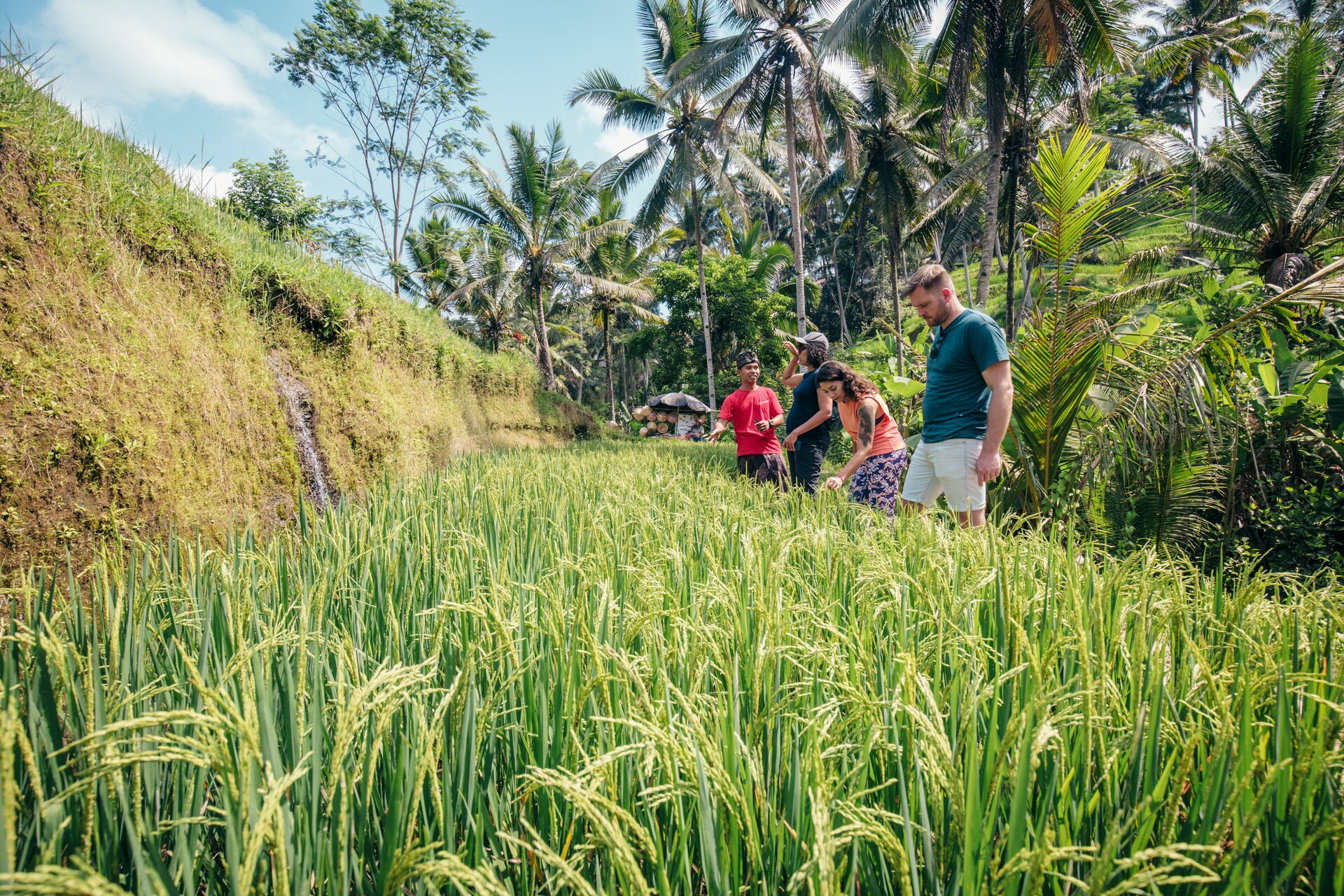 The iconic stepped rice fields of Ubud