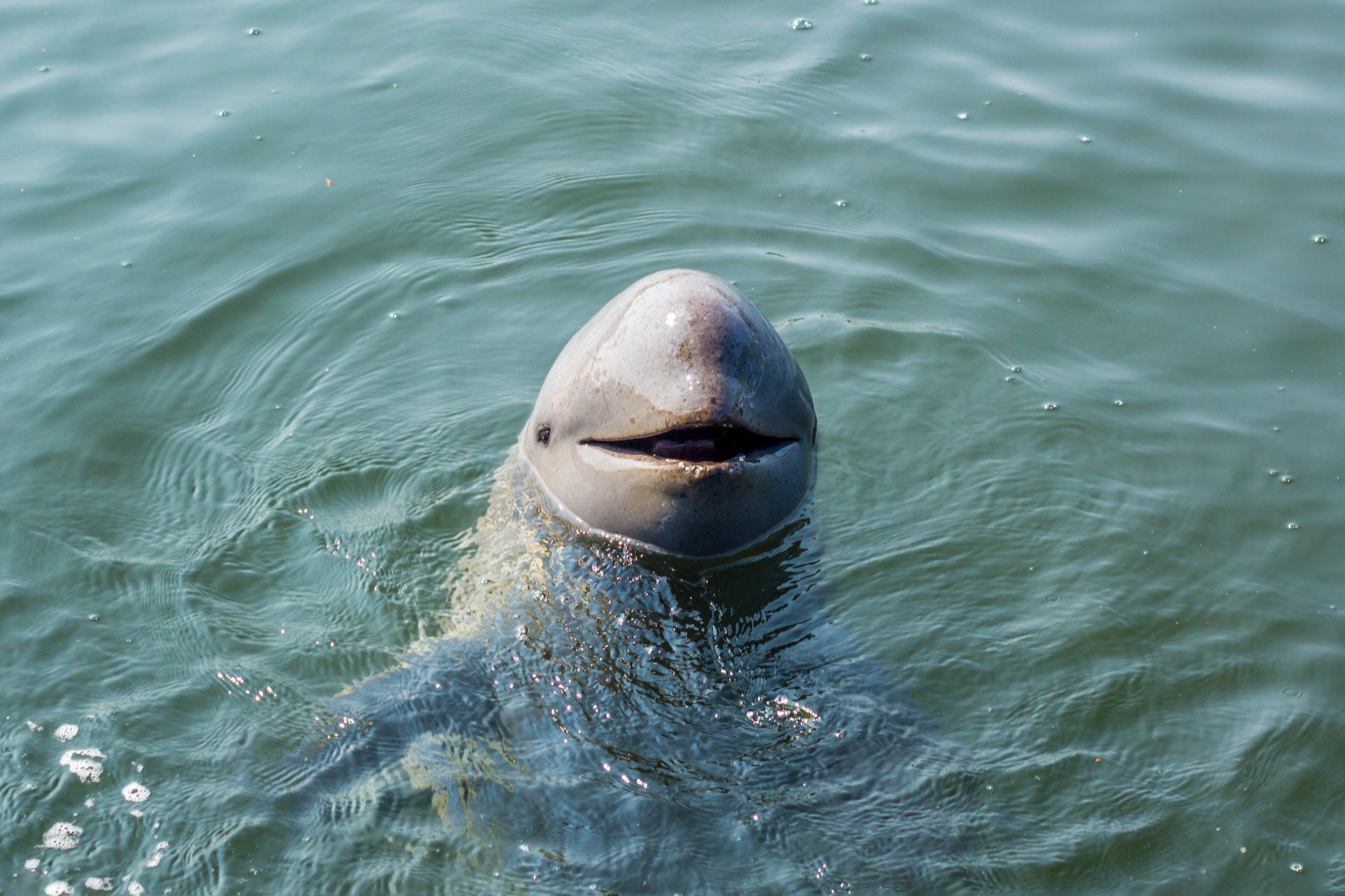Spot the incredibly rare and beautiful Irrawaddy dolphin on the waters of the Mekong River