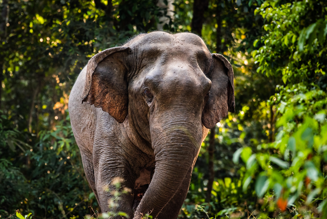 Meet elephants that live as nature intended at Phitsanulok forest sanctuary