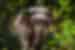 Meet elephants that live as nature intended at Phitsanulok forest sanctuary