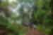 Intrepid travellers walk through the dense rainforest on one of the Banana Islands in Sierra Leone