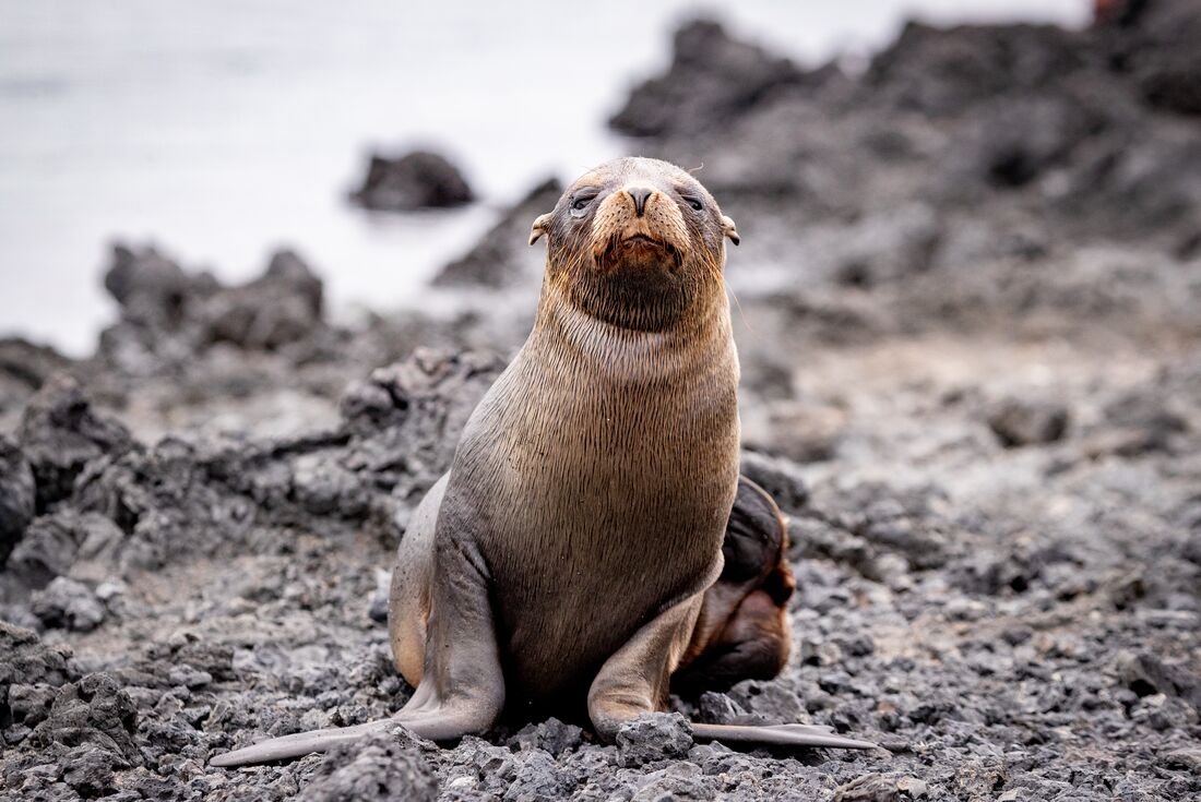 Sea lion looking at straight at camera in the Galapagos Islands, Ecuador