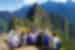 Group of travelling pointing towards view of Machu Picchu, Peru