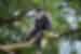 It's not just gorillas that make an appearance on this trip, Colobus monkeys are a familiar sight