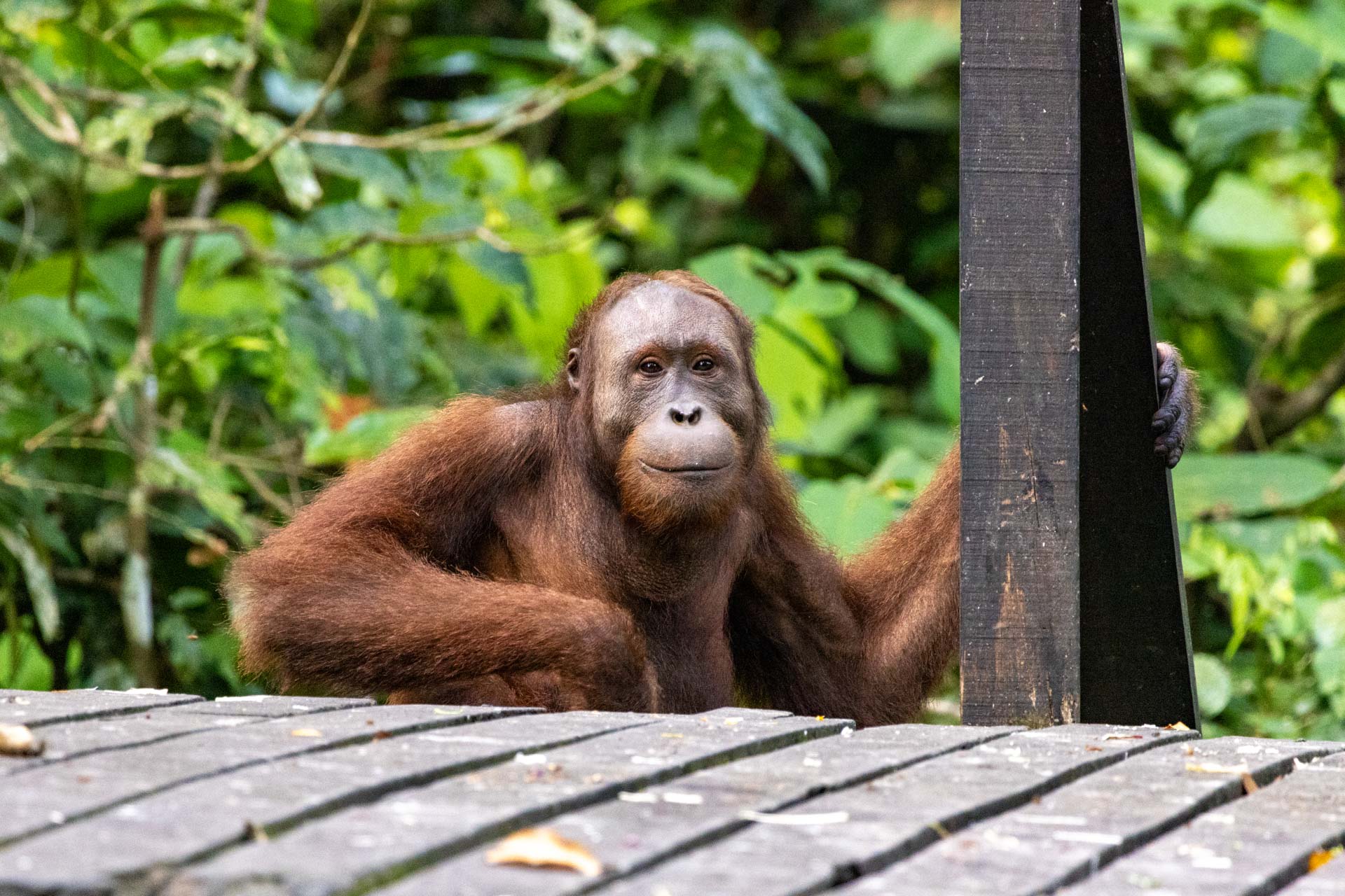 Meet the kind eyes of gentle orangutans at the Sepilok orangutan rehabilitation centre