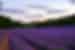 Sunrise over the lavender field rows of Greoux les Bains in Provence, France