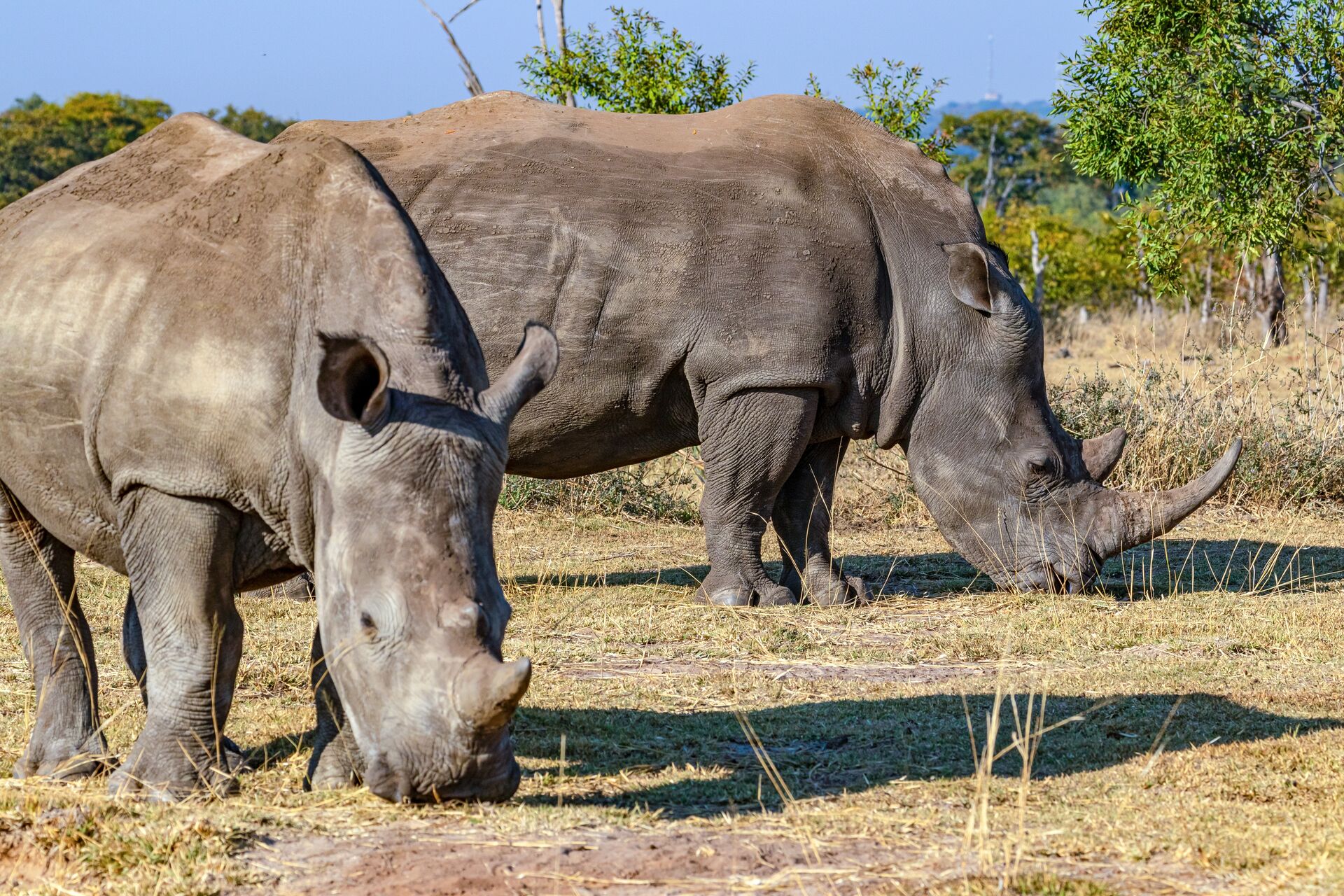 Spot white rhinos in Mosi-oa-Tunya National Park