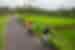 Travellers cycle in single file behind local guide, as they ride past vibrant green rice fields, Bali