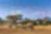 Kenya_amboseli_kilimanjaro_elephants-landscape
