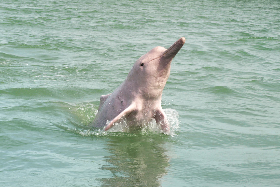 One of the rare Thai pink dolphins breaches the water at Khanom