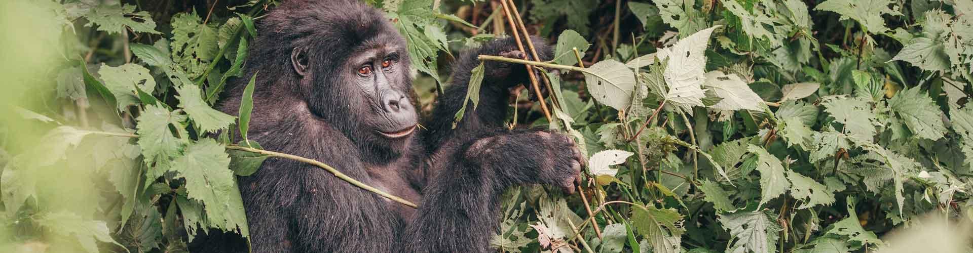 Best Uganda Tours & Holidays 2024/2025 | Intrepid Travel AU