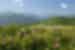 Field of rolling green hills with pink roses in the foreground and mountains in the background, Rose Valley, Kazanlak, Bulgaria