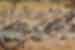 tanzania_serengeti-np_zebra-herd-running_big