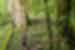 Traveller walks on metal boardwalk in the rainforest of Panama near Boquete