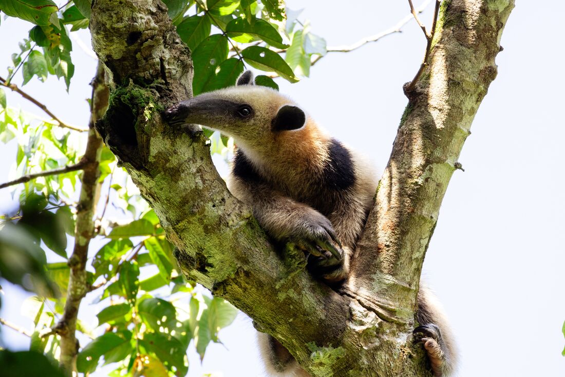 A rare sighting of a northern tamandua, a tree climbing anteater, in Tortuguero National Park